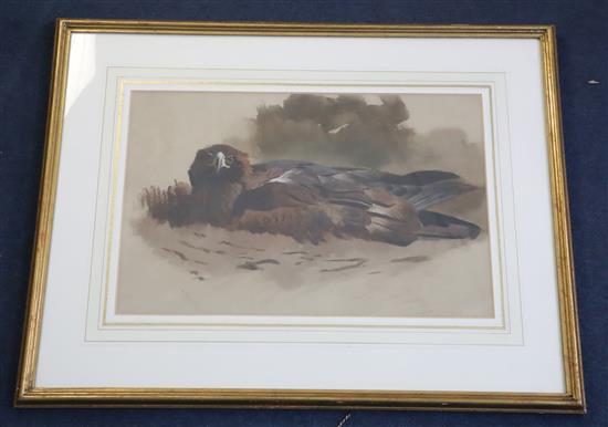 Archibald Thorburn (1860-1935) Eagle sitting on nest 11 x 16.5in.